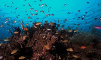 Tubod Marine Sanctuary